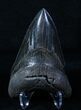 Very Serrated, Lower Megalodon Tooth #3791-1